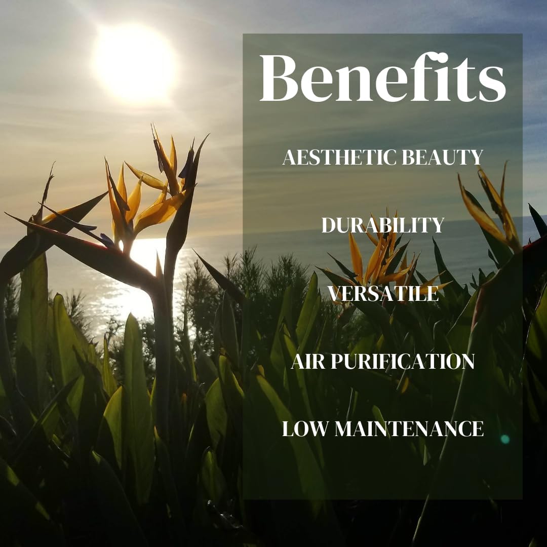 Alternative view of Bird of Paradise Plants Live (4-Pack), Strelitzia Plants with Perennial Orange (2) and White (2) Flowers, Indoor/Outdoor Plants, Exotic Tropical Decor, Not Artificial, 6-10" Height. 2" Pot.