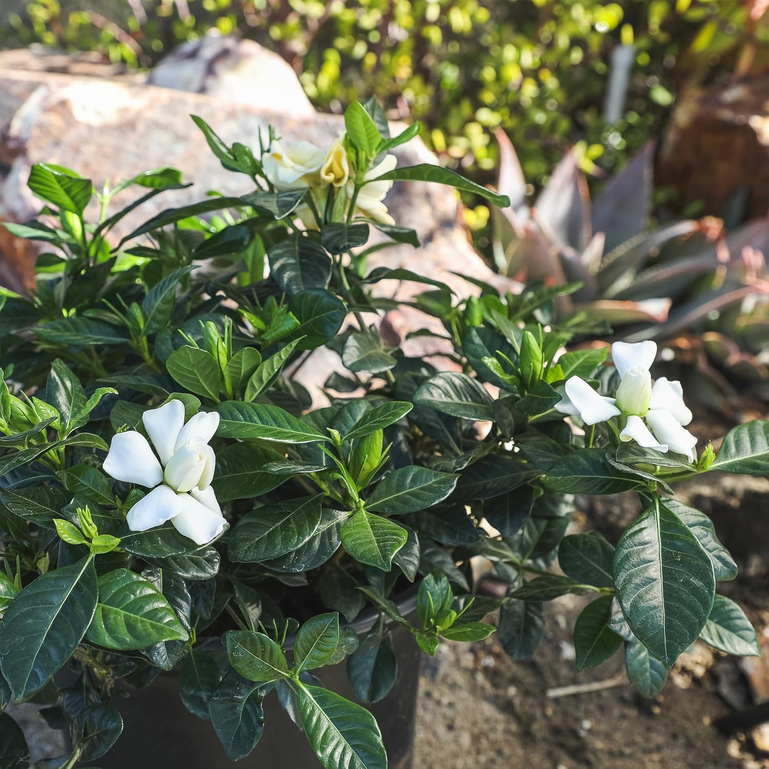 Alternative view of Gardenia Plant (1G), Cape Jasmine Plant Outdoor Plants, Fresh Flowers for Delivery Prime, Live Plants Indoor Plants Live Houseplants, Gardenia Plants Live House Plants Indoors Live by Plants for Pets