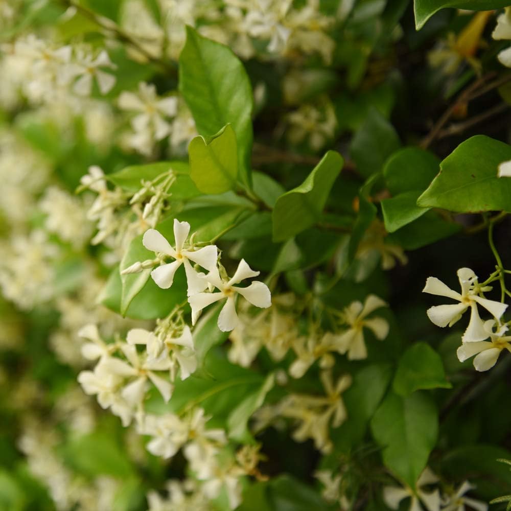 Alternative view of Perfect Plants Confederate Jasmine Live Plant, 1 Gallon Pot, Includes Care Guide