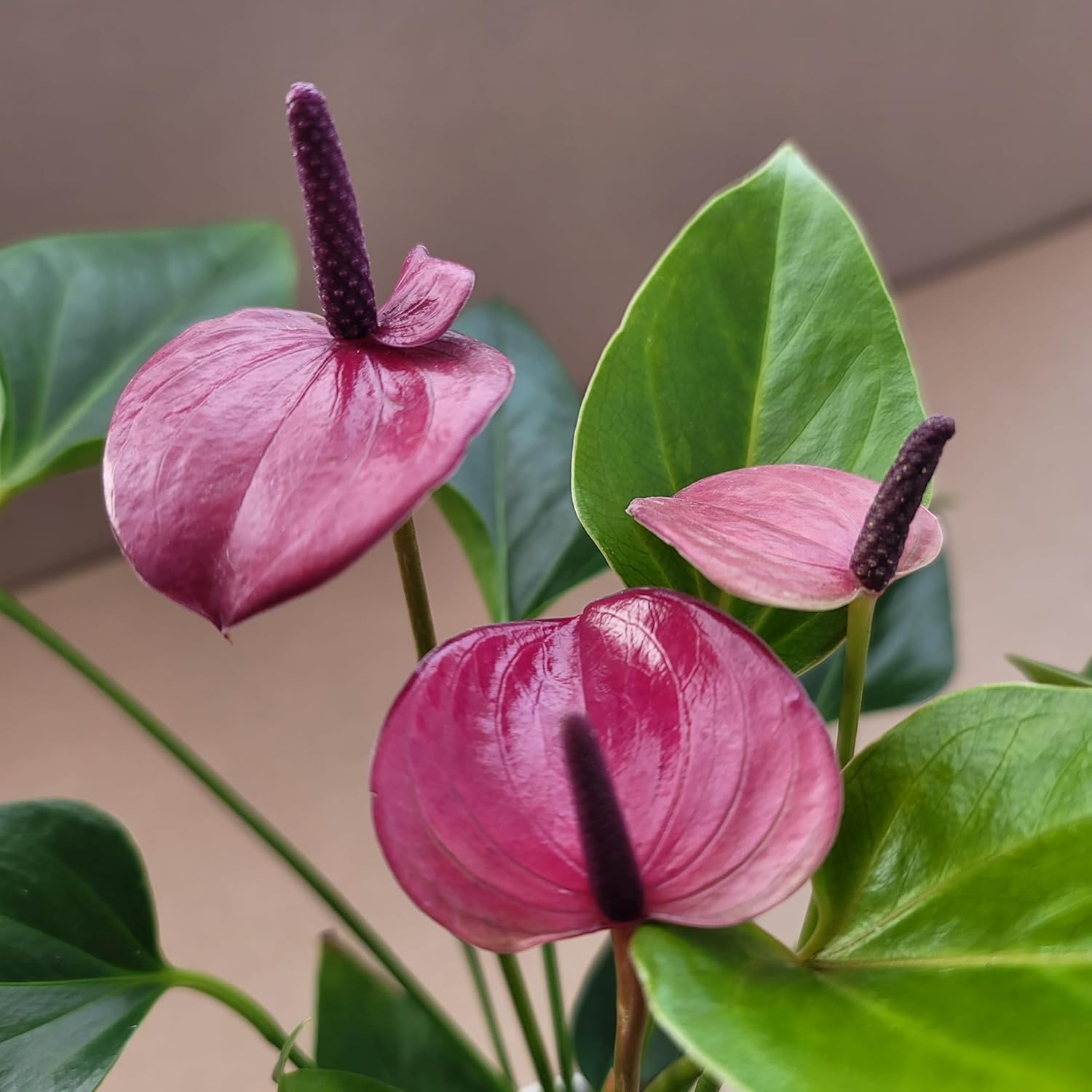 Anthurium Purple Andraeanum - Exquisite Indoor Plant with Long-Lasting Blooms and Lush Foliage & Glossy Purple Flowers - Easy-Care Indoor Plant - CA Seller - Air Purifying Plant (Small Plant, 4" Pot)
