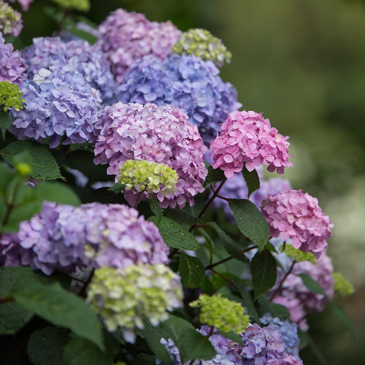 Endless Summer Hydrangea Bloomstruck, 1 Gallon