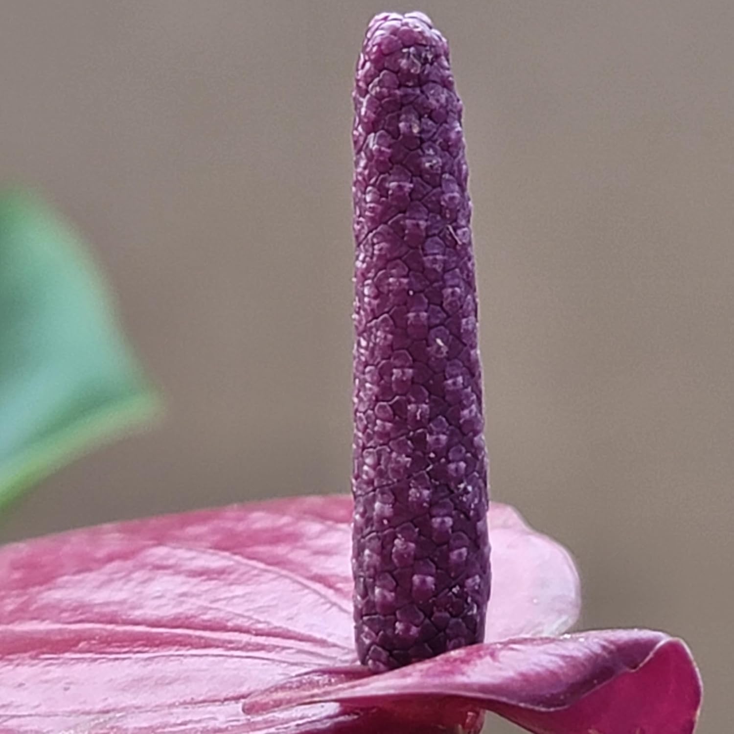 Alternative view of Anthurium Purple Andraeanum - Exquisite Indoor Plant with Long-Lasting Blooms and Lush Foliage & Glossy Purple Flowers - Easy-Care Indoor Plant - CA Seller - Air Purifying Plant (Small Plant, 4" Pot)