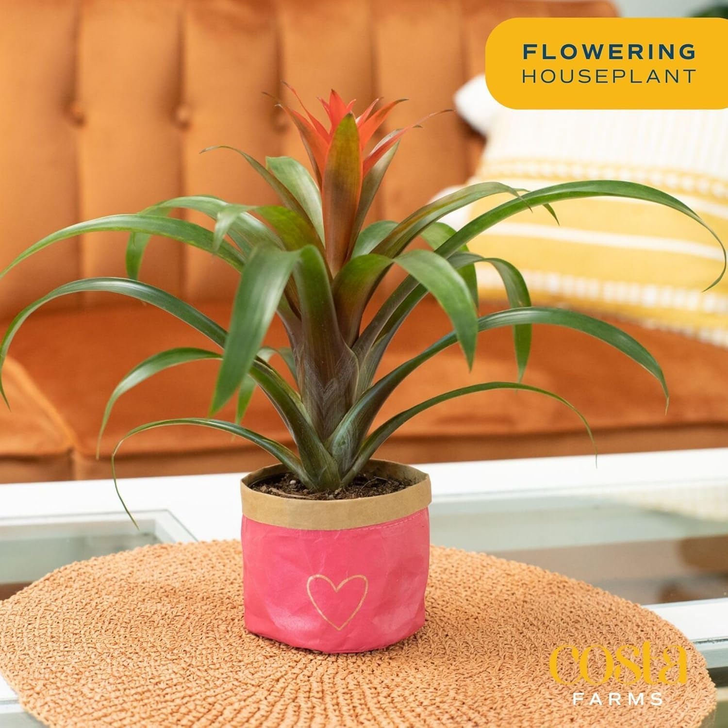 Costa Farms Bromeliad Live Plant, Live Indoor Flowering Plant, Houseplant Potted in Eco-Friendly Washable Paper Planter with Potting Soil Mix, Tabletop Room Decor, Grower's Choice, 12-Inches Tall