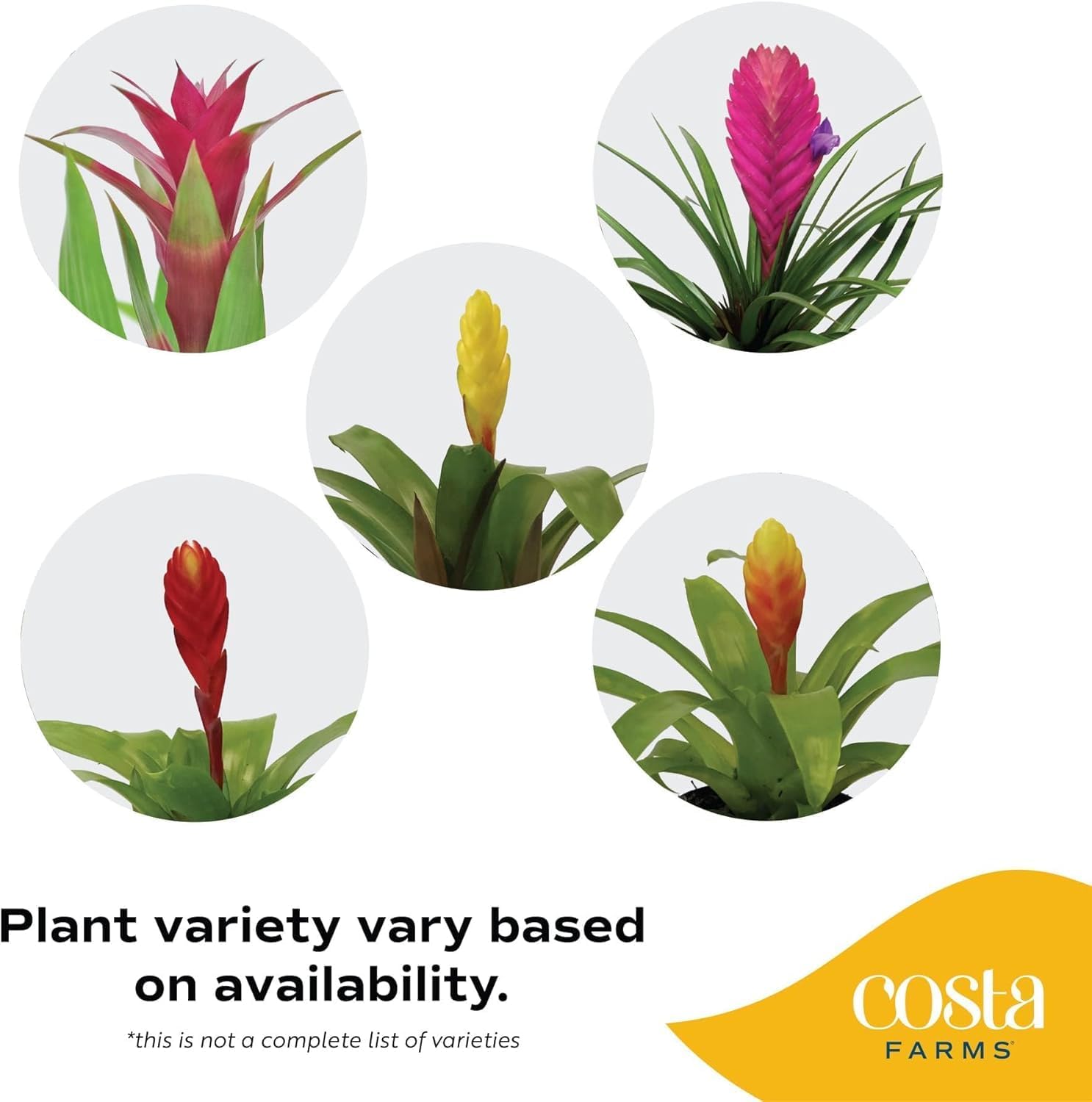 Alternative view of Costa Farms Bromeliad Live Plant, Live Indoor Flowering Plant, Houseplant Potted in Eco-Friendly Washable Paper Planter with Potting Soil Mix, Tabletop Room Decor, Grower's Choice, 12-Inches Tall