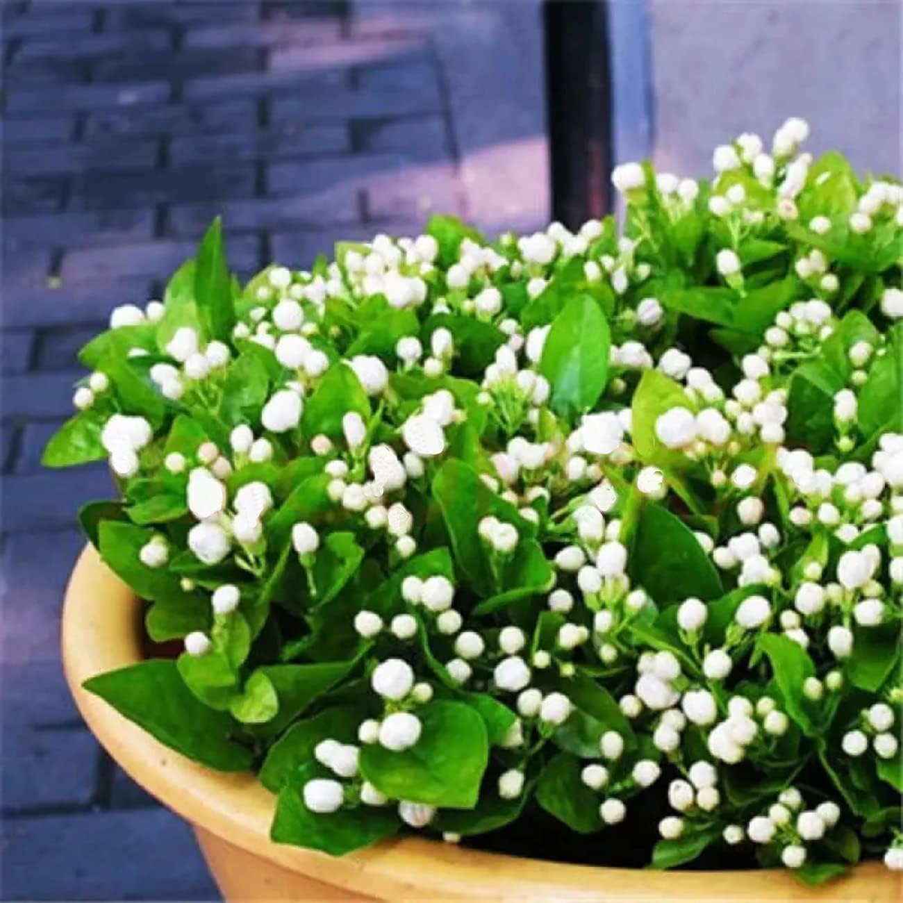 Alternative view of 100+ Climbing Jasmine Flower Seeds Fragrant Plant for Planting Garden Home Four Seasons Evergreen Silver Jasmine Garden Balcony Climbing Flower Non-GMO
