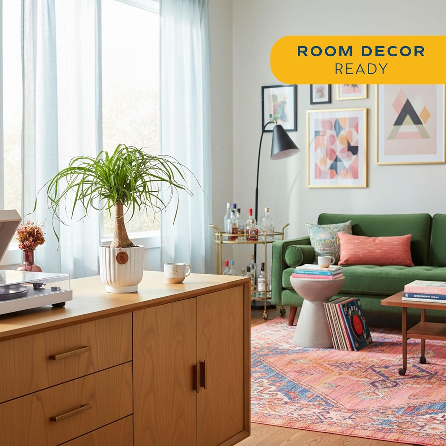 Costa Farms Ponytail Palm Live Plant in Decorative Pot, Easy to Maintain Indoor Houseplant, Perfect for Home, Room, or Office Decor, Great House Warming or Birthday Gift, 12-22 Inches Tall