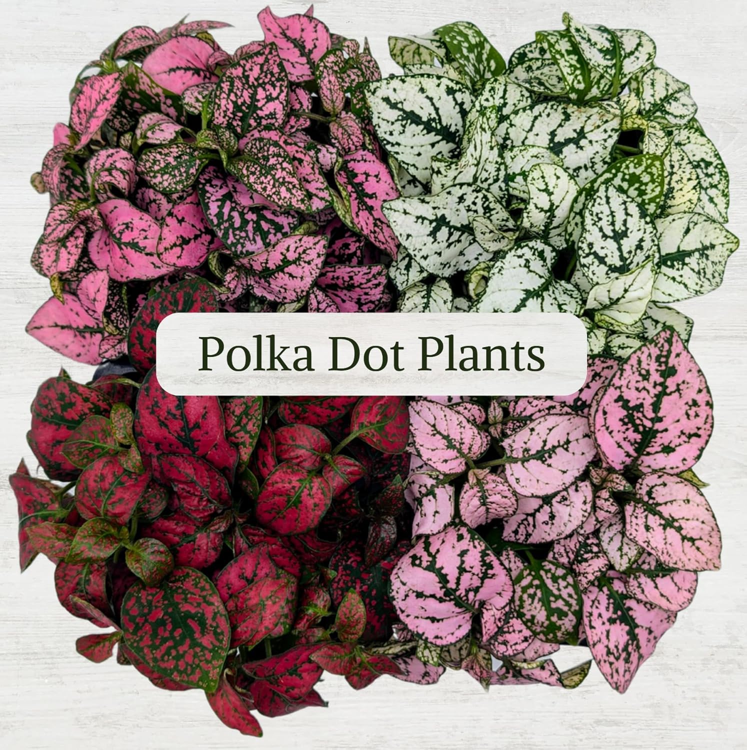 Polka Dot Plant Collection (4-Pack) - House Plants Indoors Live, Air Purifying Live Indoor House Plants, (Red, White, Rose, and Pink) Indoor Plants Live houseplants.