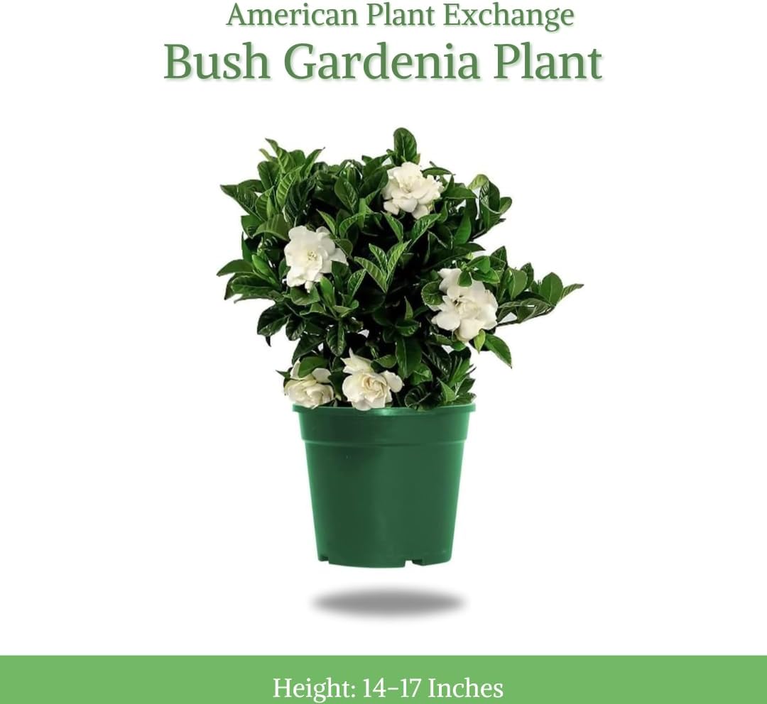 American Plant Exchange Gardenia Bush u2018Mini Veitchiiu2019 u2013 Live 6-Inch Indoor Flowering Plant, Fragrant Houseplant for Home or Office, for Mother's Day & Year-Round Décor