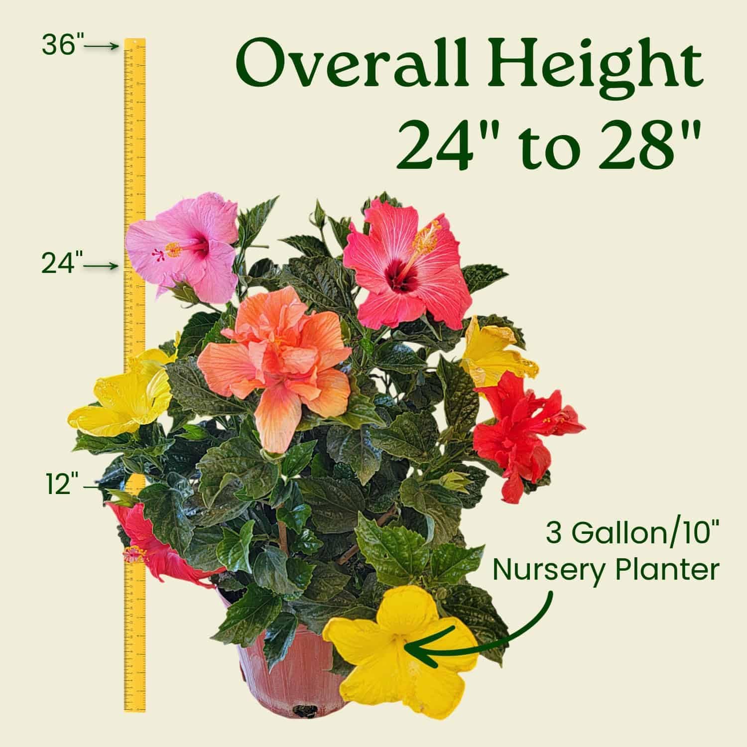 Tropical Plants of Florida Live Hibiscus Bush u2013 Mystery Multi-Color Flowering Shrub in 3 Gallon Pot, 24 to 28u201D Tall u2013 2 to 3 Mixed Bloom Colors, Outdoor Tropical Garden Plant