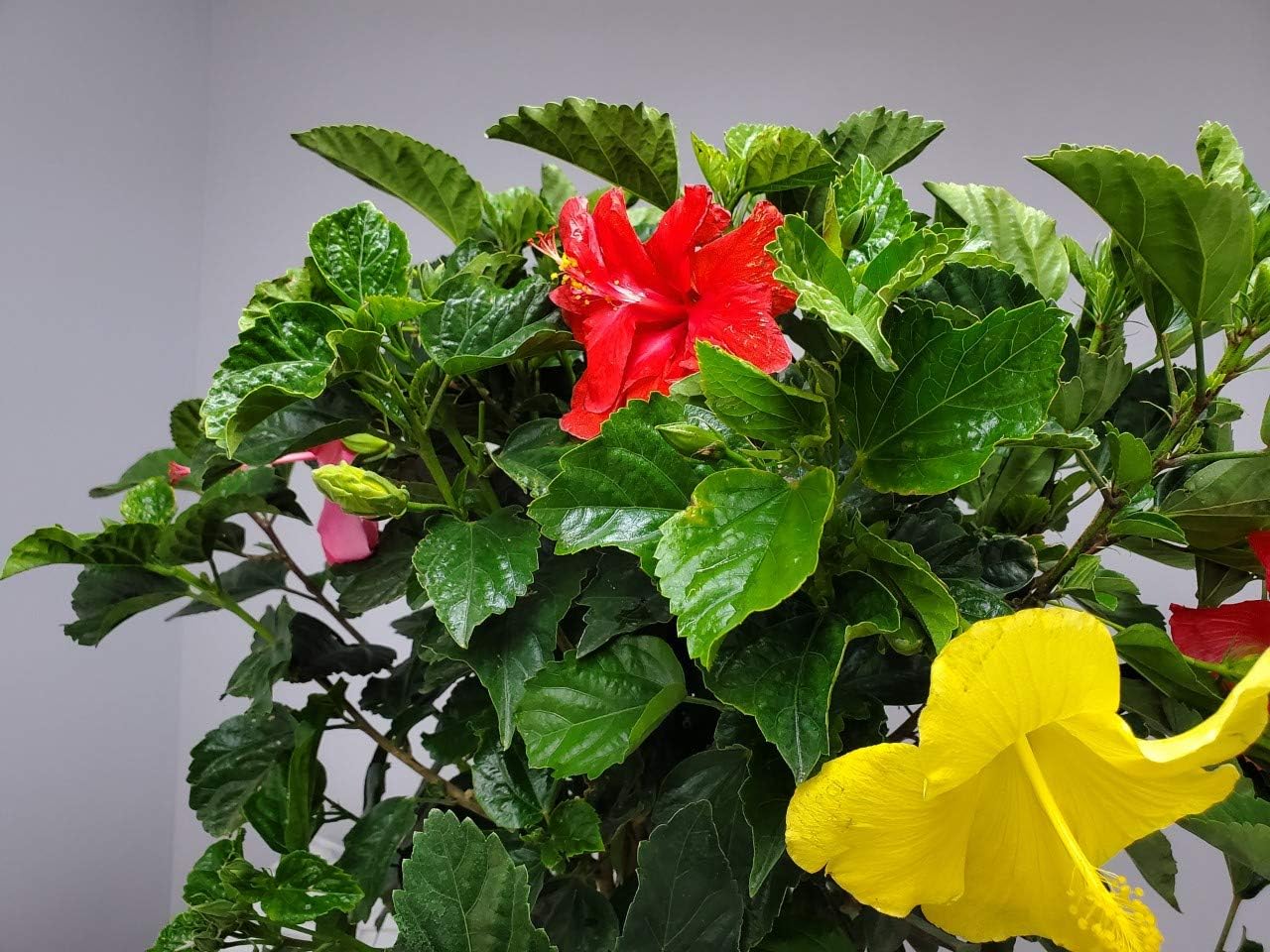 Braided Hibiscus Tree - Mixed (3 to 4 Flower Colors) - Overall Height 36" to 42" - Tropical Plants of Florida