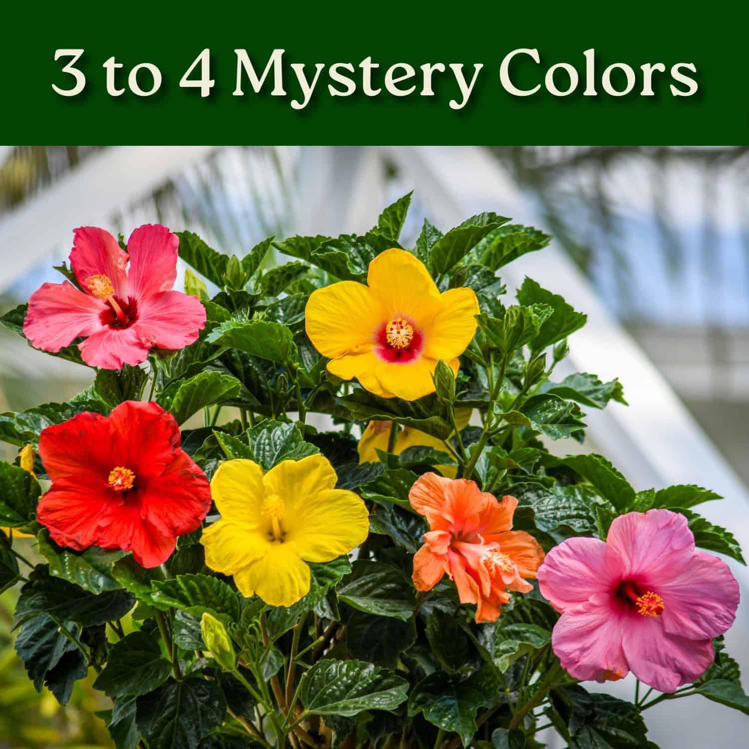 Alternative view of Braided Hibiscus Tree - Mixed (3 to 4 Flower Colors) - Overall Height 36" to 42" - Tropical Plants of Florida