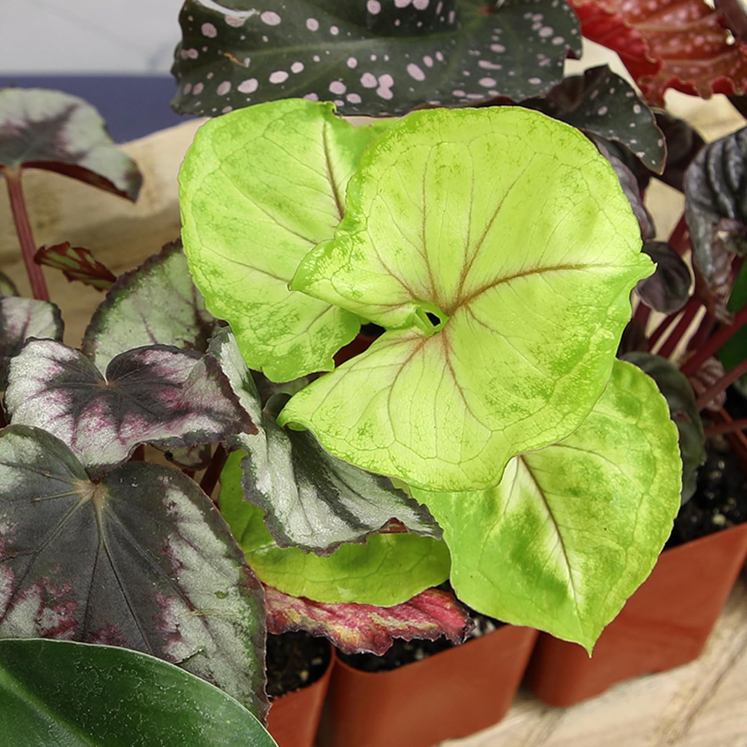 Alternative view of Easy to Grow Houseplants (Pack of 6), Live House Plants in Containers, Growers Choice Plant Set in Planters with Potting Soil Mix, Home Décor Planting Kit or Outdoor Garden Gifts by Plants for Pets