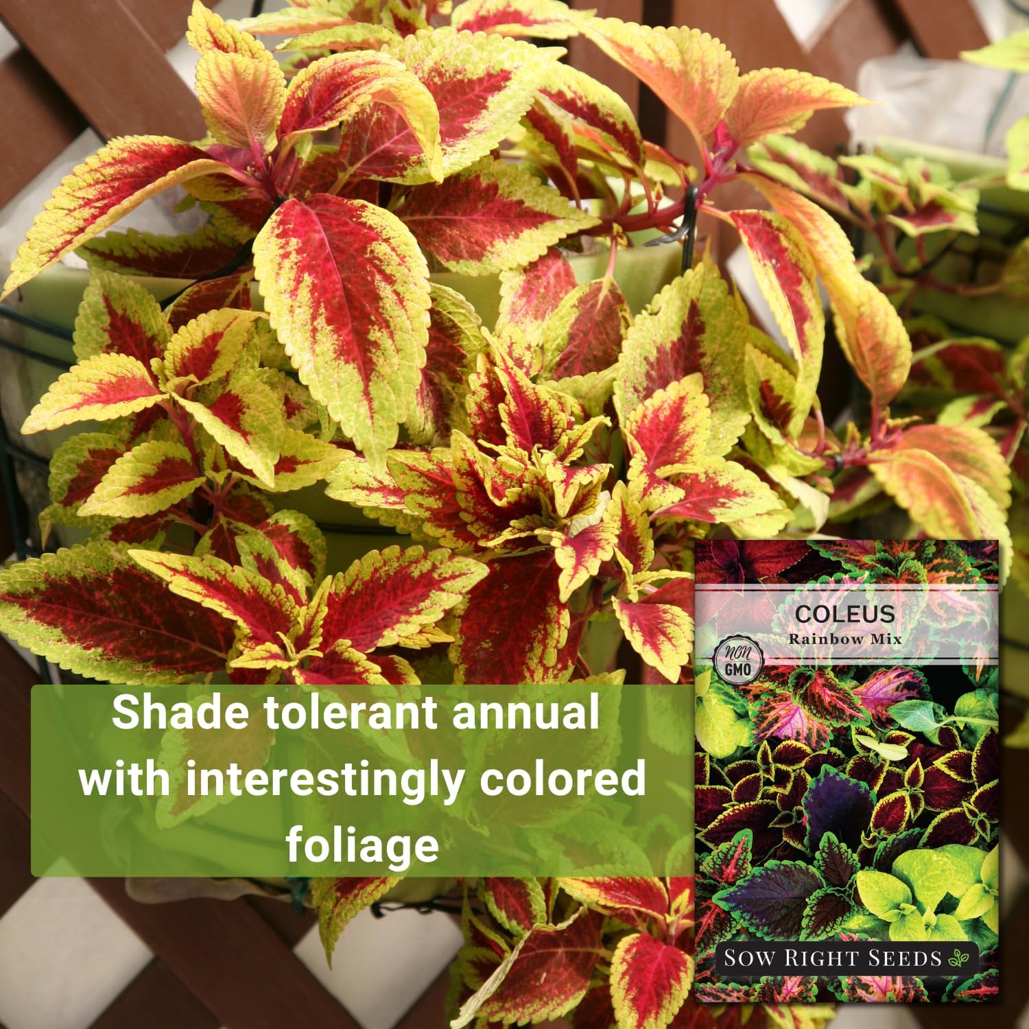 Alternative view of Sow Right Seeds - Coleus Rainbow Mix Seeds for Planting - Beautiful Flowers to Plant in a Home Garden - Indoors or Outdoors - Non-GMO Heirloom Seeds - Attractive & Colorful - Great Gardening Gift (1)