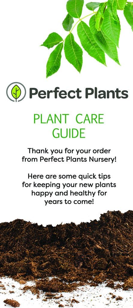 Alternative view of Perfect Plants Frostproof Gardenia Live Plant, 1 Gallon Pot