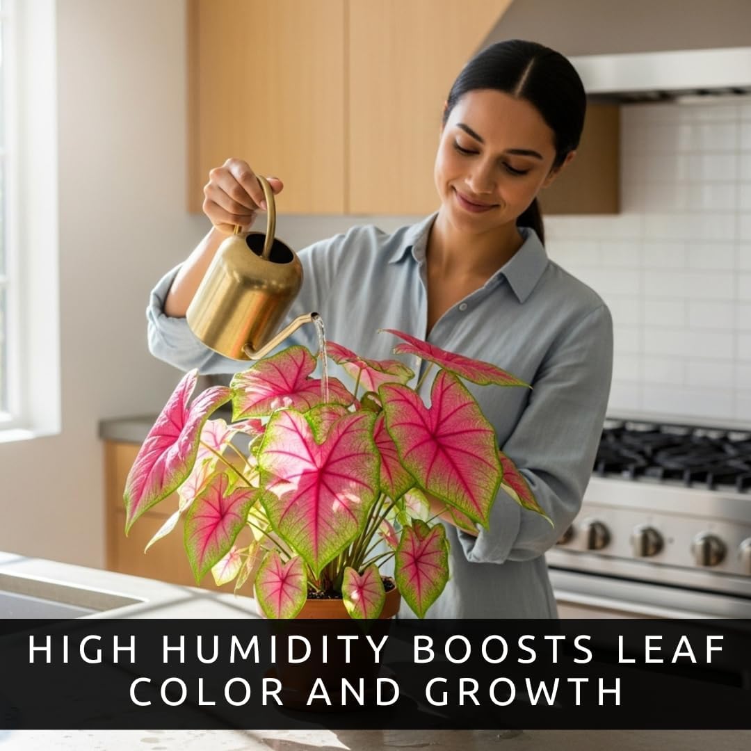 Pink Princess Caladium Bulbs for Planting u2013 Vibrant Pink & Green Spotted Leaves, Easy-Grow Shade Plant, Tropical Color for Garden Beds, Borders & Containers (6 Bulbs)