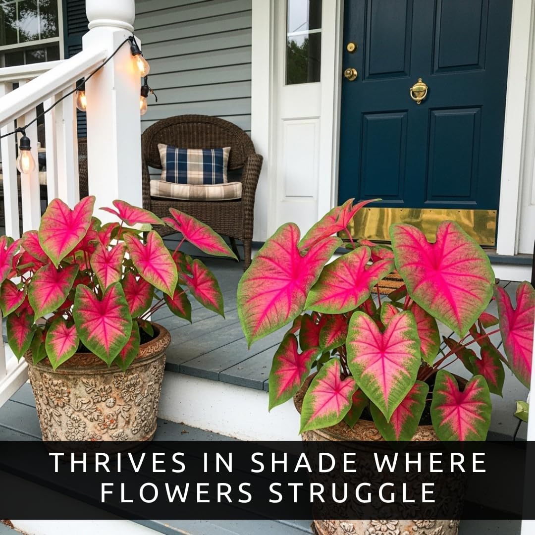 Alternative view of Pink Princess Caladium Bulbs for Planting u2013 Vibrant Pink & Green Spotted Leaves, Easy-Grow Shade Plant, Tropical Color for Garden Beds, Borders & Containers (6 Bulbs)