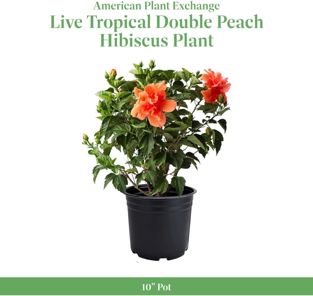 Alternative view of American Plant Exchange Live Tropical Double Peach Hibiscus Plant with Colorful Blooms, Plant Pot for Home and Garden Decor, 10" Pot