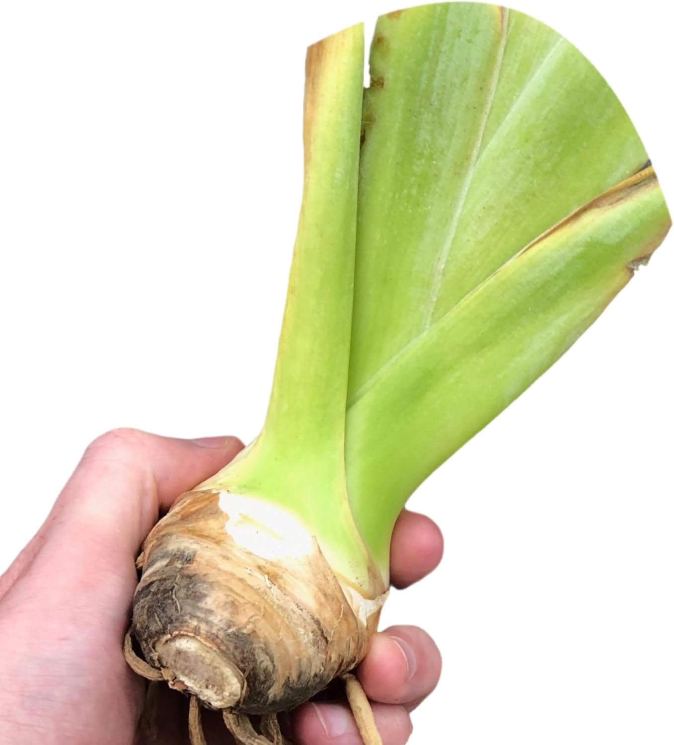 Easy to Grow Bearded Iris Bernice's Legacy 3 Plant Bulbs - Crimson Purple Flowers Spring to Fall, Full Sun Low Maintenance Zones 3-10