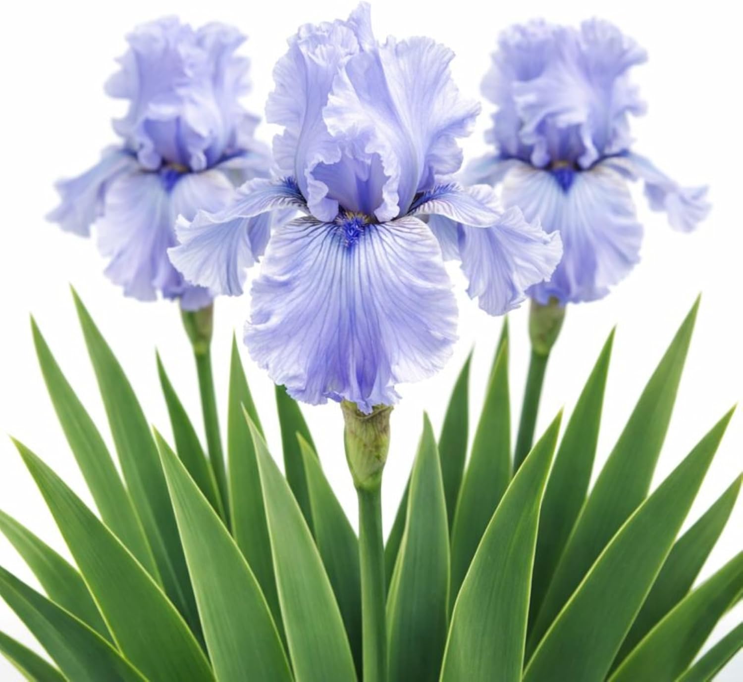 Alternative view of Easy to Grow Bearded Iris Bernice's Legacy 3 Plant Bulbs - Crimson Purple Flowers Spring to Fall, Full Sun Low Maintenance Zones 3-10