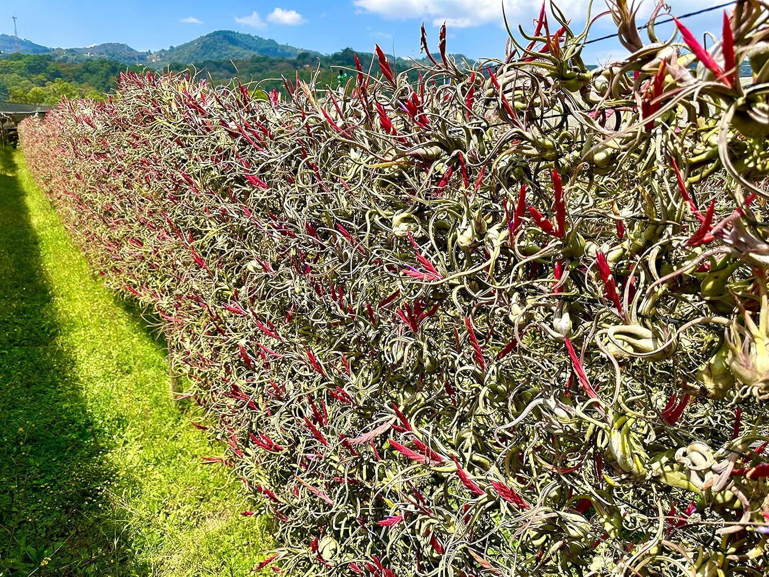 ragnaroc Air Plants - Flowering Tillandsia Caput Medusae, Large 5-7" - 1ct - Live Arrival Guaranteed - House Plants for Home Decor & Gift