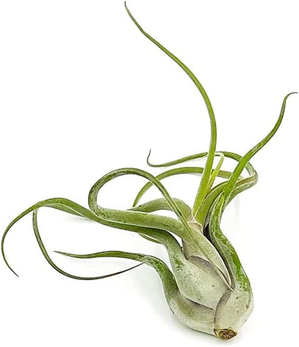 Alternative view of ragnaroc Air Plants - Flowering Tillandsia Caput Medusae, Large 5-7" - 1ct - Live Arrival Guaranteed - House Plants for Home Decor & Gift