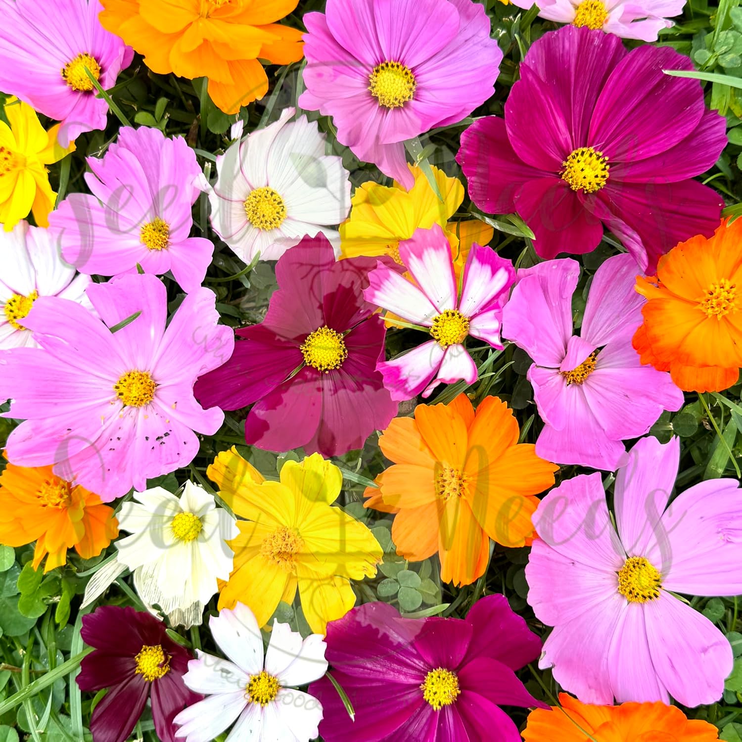 Seed Needs Flower Seeds Cosmos Crazy Blend No Filler 10+ Varieties Cosmos | Cosmo Bipinnatus Open Pollinated Untreated | Resealable Packaging Keeps Seeds Fresh | Bulk Cosmos Flowering Seed Mix