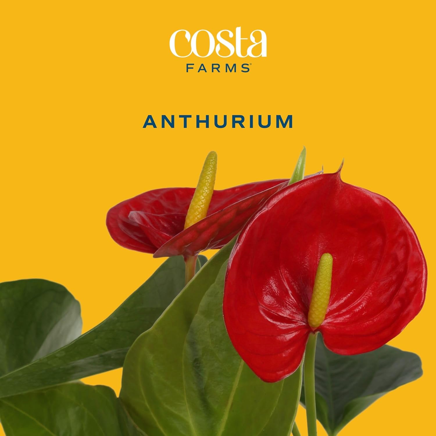 Alternative view of Costa Farms Anthurium, Flamingo Flower Live Plant in Decorative Pot, Air Purifying Flowering Indoor Houseplant, Home, Room, or Office Decor, House Warming or Birthday Gift, 10-14 Inches Tall