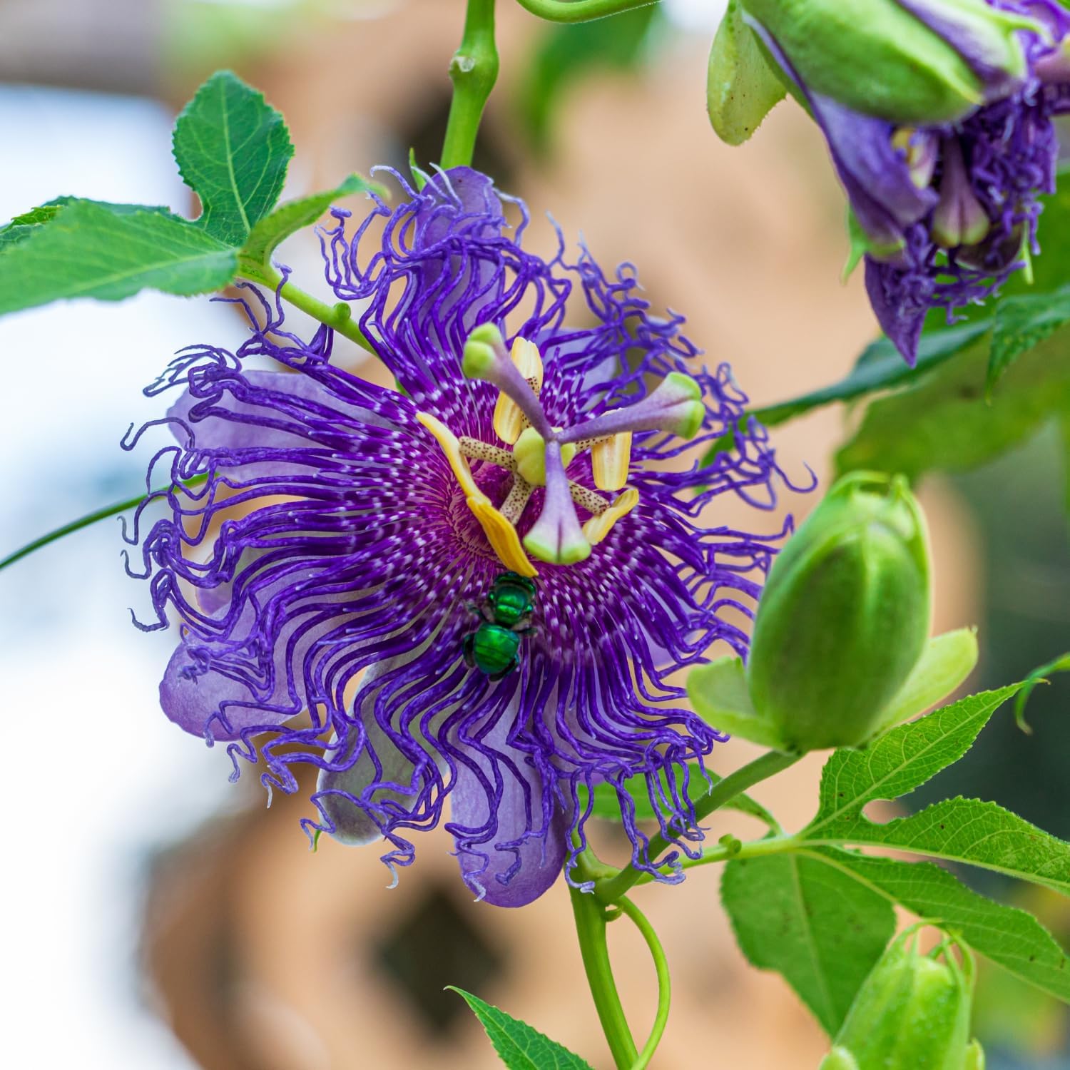 Purple Passion Flower Plant - Violet Purple Blue Passion Flower Vine Live Plant - Size 5 to 7 Inch Tall, Passiflora Flowers Starter Plant, Without Pot