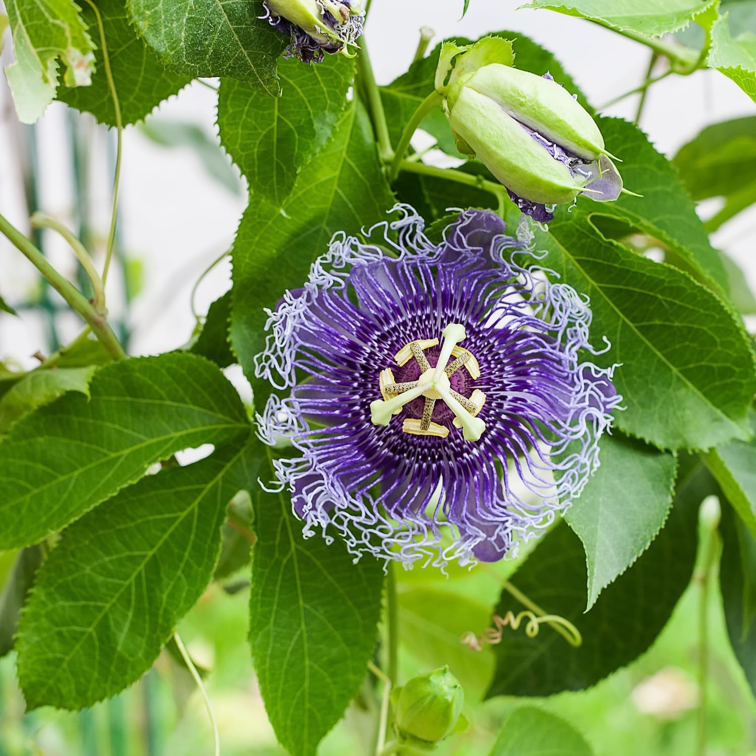 Alternative view of Purple Passion Flower Plant - Violet Purple Blue Passion Flower Vine Live Plant - Size 5 to 7 Inch Tall, Passiflora Flowers Starter Plant, Without Pot