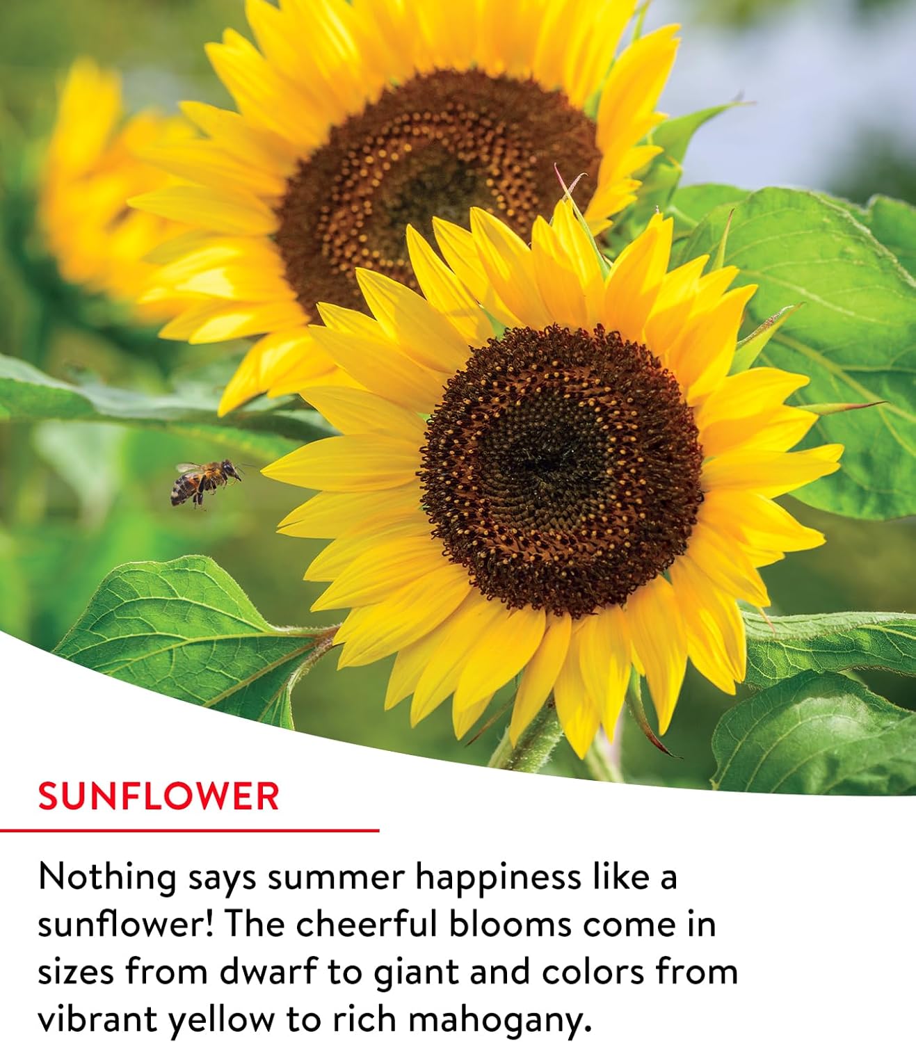 Alternative view of Burpee Fast Blooming 25,000 Non-GMO Planting, 1 Bag Easy Grow Wildflower Seed Mix Contains 14 Flower Varieties for Home Garden