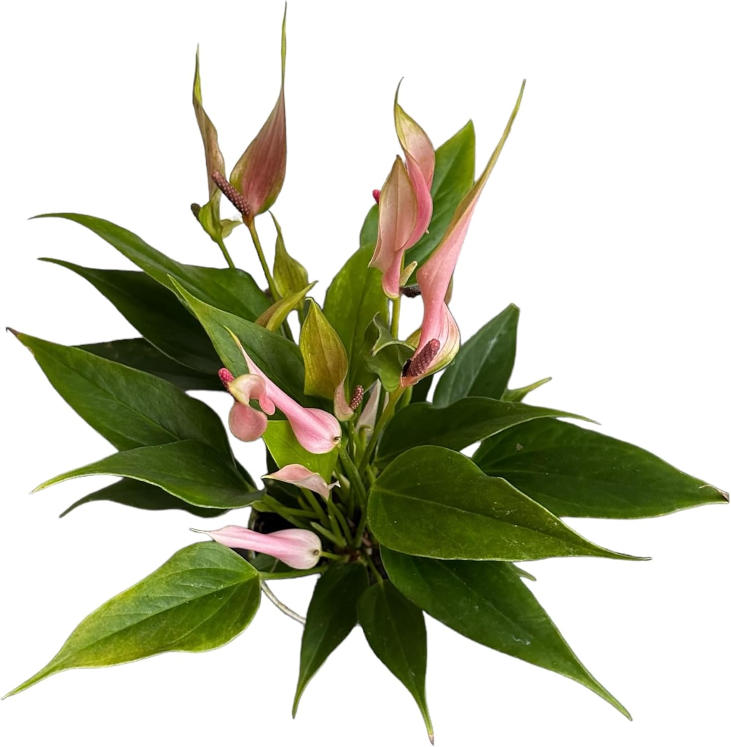Hopewind Plants Shop Anthurium (12"-14" Tall) Unique and Gorgeous Live Indoor Plant, Easy Care and Easy to Grow, Bloom Plant, 4 inch Pot (Lily Pink)