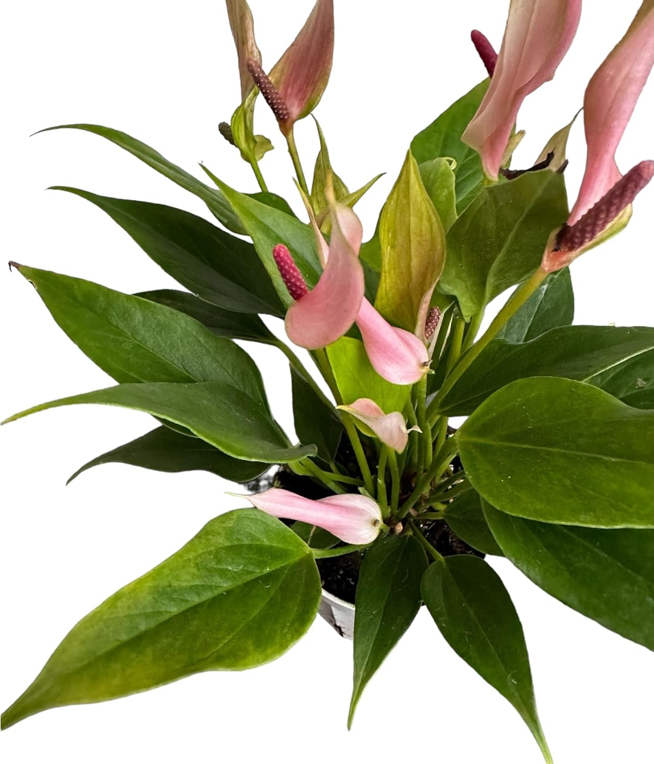 Alternative view of Hopewind Plants Shop Anthurium (12"-14" Tall) Unique and Gorgeous Live Indoor Plant, Easy Care and Easy to Grow, Bloom Plant, 4 inch Pot (Lily Pink)