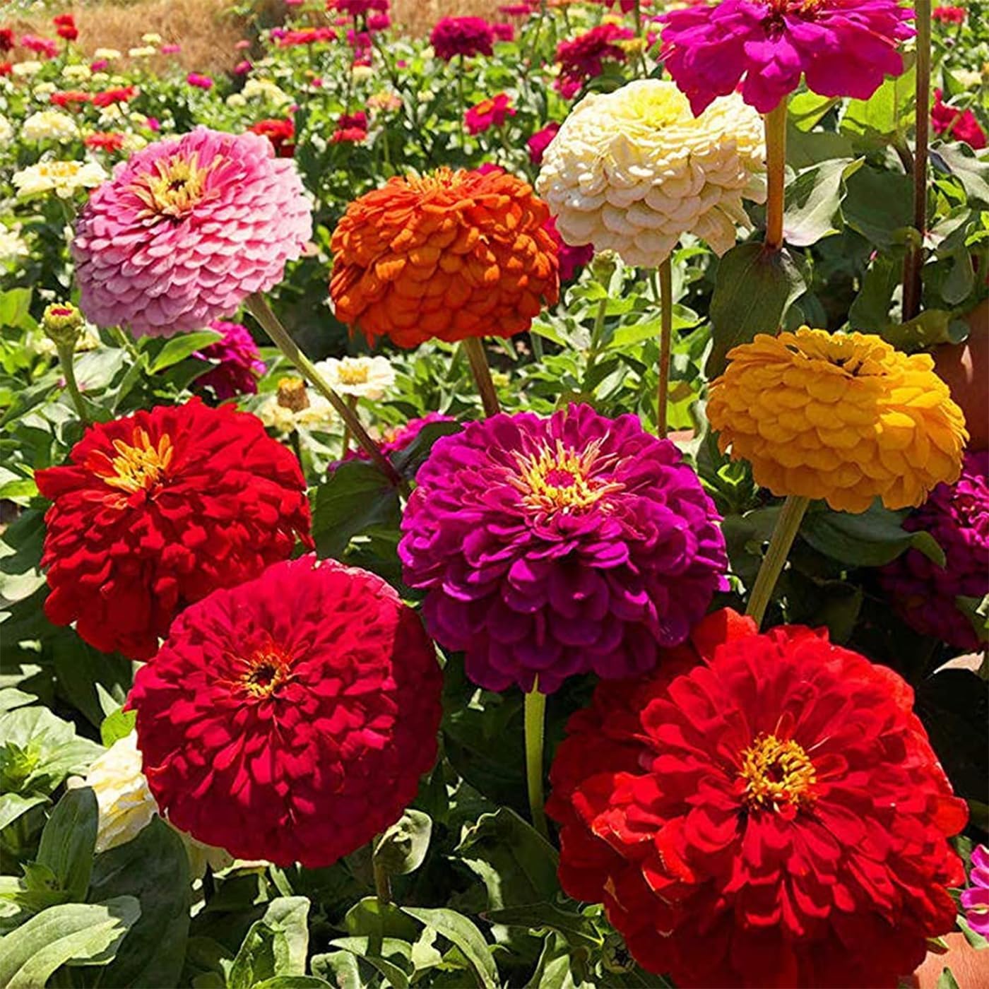 Alternative view of 1000+ Crazy Blend Zinnia Seeds for Planting Zinnia Elegans Heirloom Open Pollinated & Untreated Mixed Color Zinnia Flowers