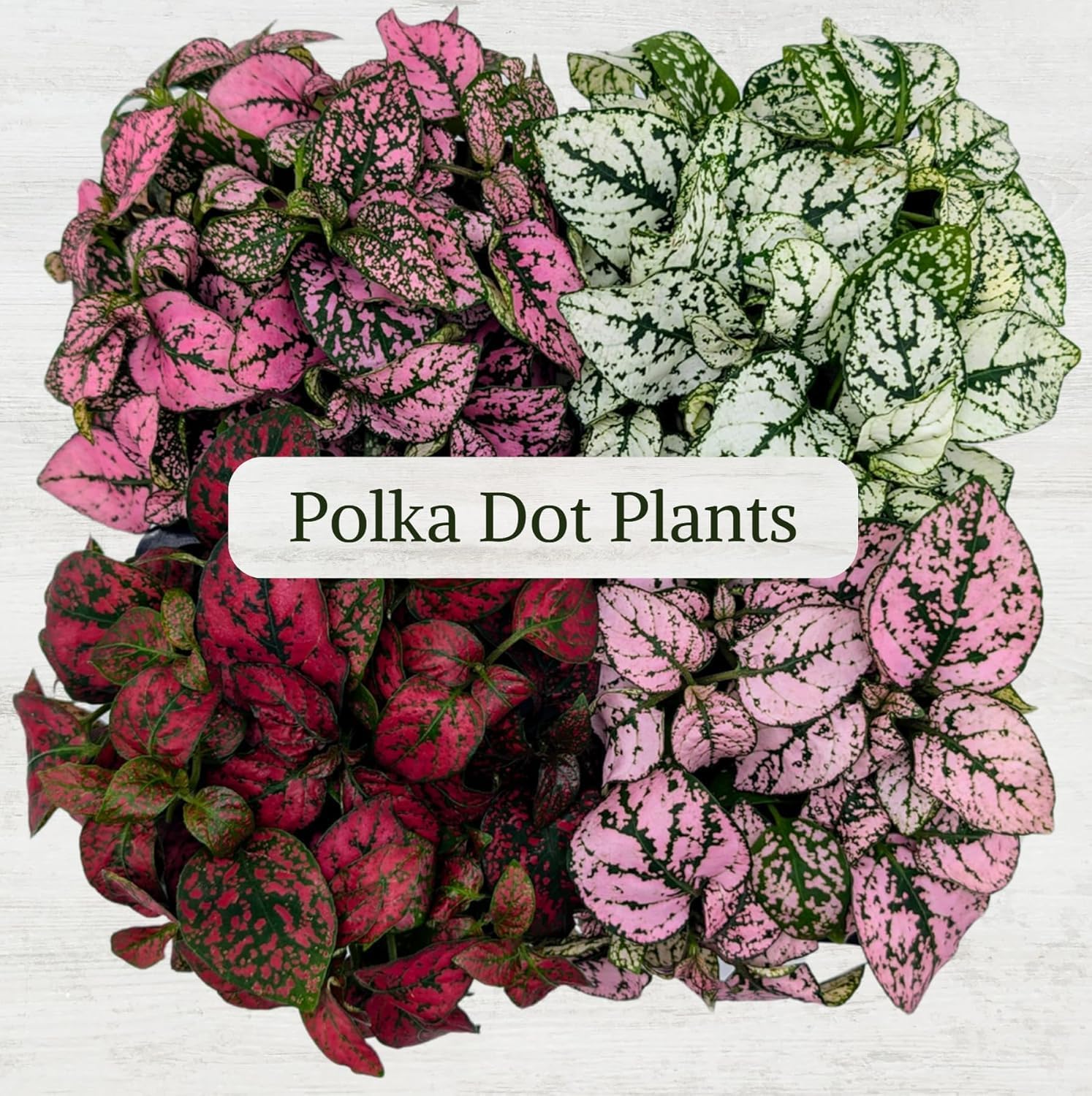 Polka Dot Plant Collection (4-Pack) - Live Houseplants, Small Indoor Plants, Hypoestes (Red, White, Rose, and Pink) - Colorful, Air-Purifying House Plants (Collection)