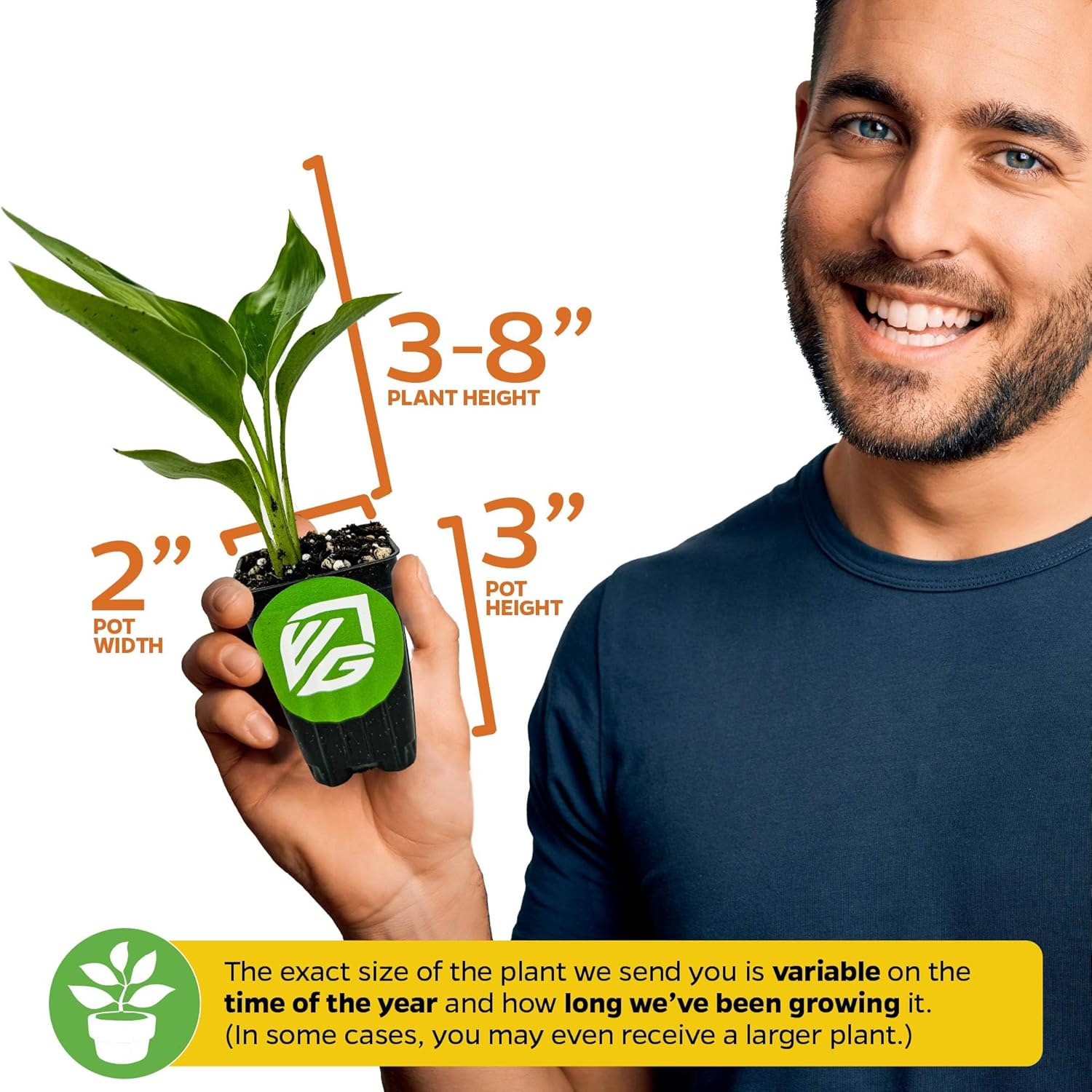 Alternative view of Orange Bird of Paradise Live Plant - Strelitzia Reginae by Wellspring Gardens - Tropical Flowering Perennial, Exotic Indoor/Outdoor Houseplant, Easy Care, Low Maintenance Starter Plant