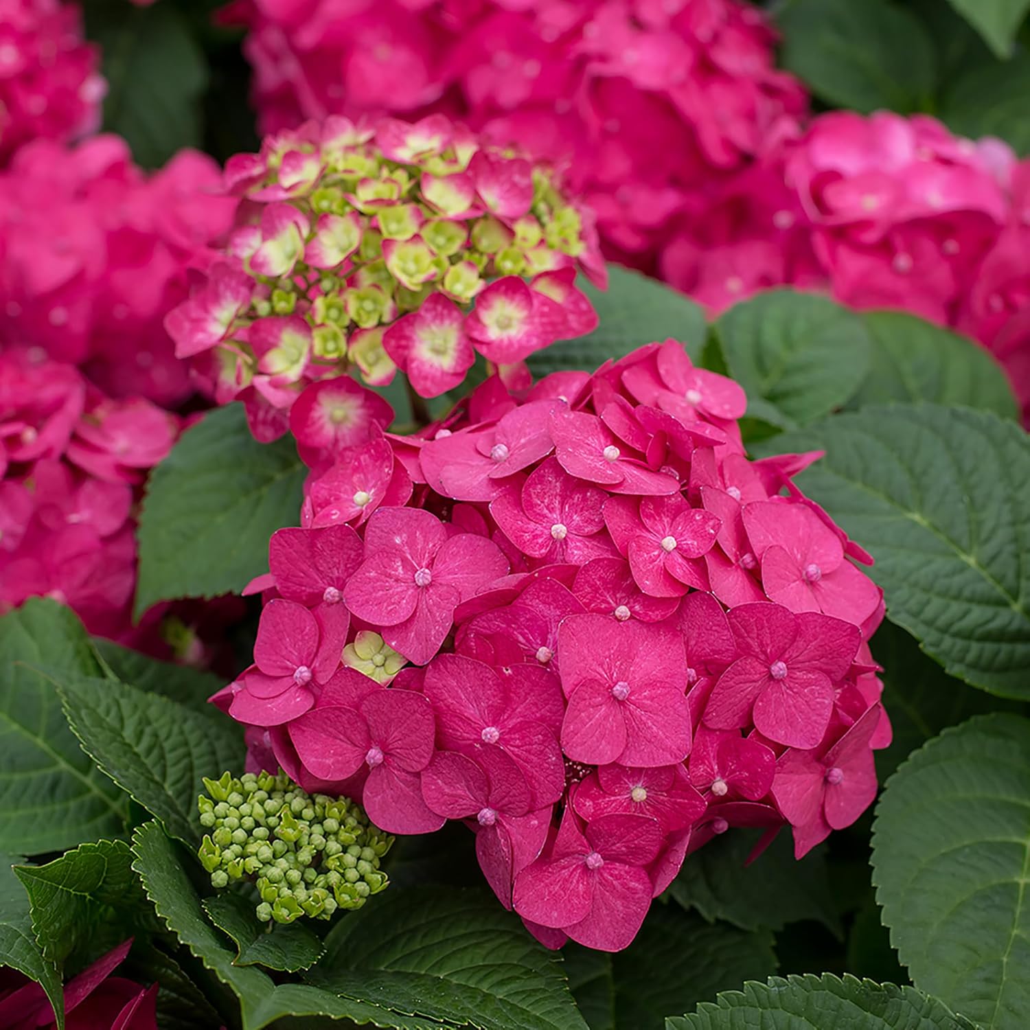 Endless Summer Hydrangea Summer Crush, 1 Gallon