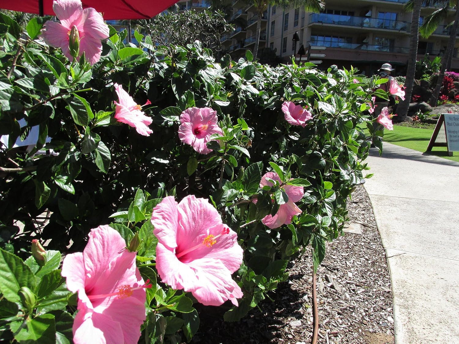 Pink Hibiscus. rosa-sinensis. Live Plant - Tropical Blooming Hibiscus, Pretty Flowers, Used in Tea and Juice (2 Pink Hibiscus Cups)