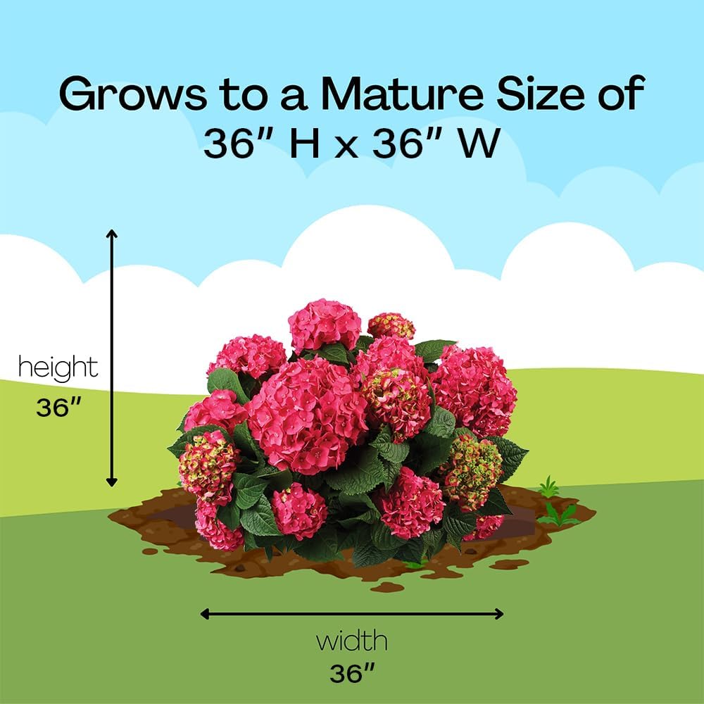 Alternative view of Endless Summer Hydrangea Summer Crush, 1 Gallon