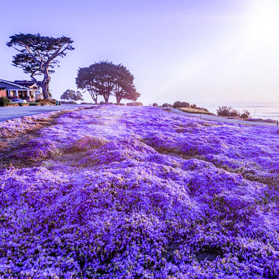 20000+ Creeping Thyme Seeds for Planting -Perennial Ground Cover Plants Flowers Non-GMO Heirloom (Purple)