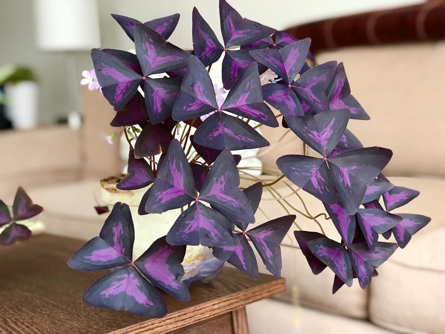Oxalis Triangularis Bulbs - Purple Shamrock Bulbs - Good Luck Plant - Fast Growing Year Round Color Indoors or Outdoors - Oxalis Shamrock Bulbs - (10 Bulbs)
