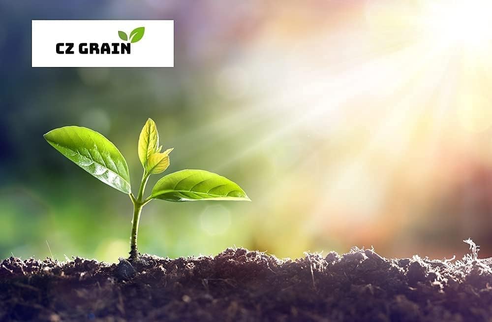 Alternative view of Oxalis Triangularis Bulbs - Purple Shamrock Bulbs - Good Luck Plant - Fast Growing Year Round Color Indoors or Outdoors - Oxalis Shamrock Bulbs - (10 Bulbs)