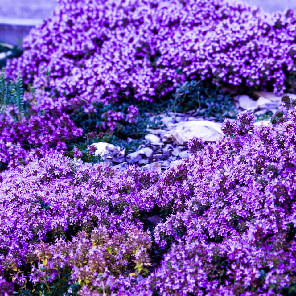 Alternative view of 20000+ Creeping Thyme Seeds for Planting -Perennial Ground Cover Plants Flowers Non-GMO Heirloom (Purple)