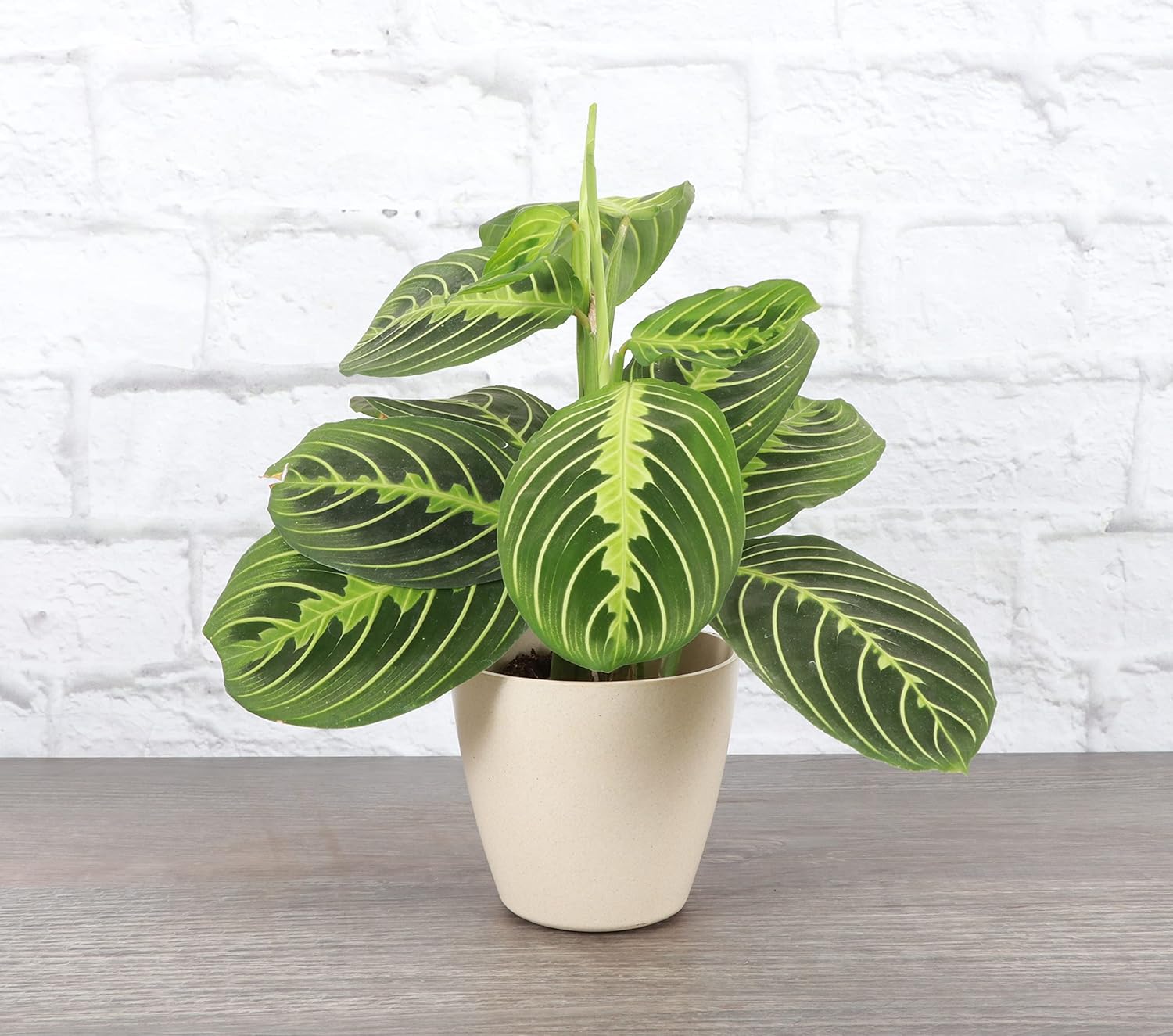 Thorsen's Greenhouse Lemon Lime Prayer Plant, Live Indoor Plant, Pet Friendly, Attractive Houseplant, Lemon Maranta, Natural Air Purifier, Easy to Grow, 4" Diameter Pot (Natural)