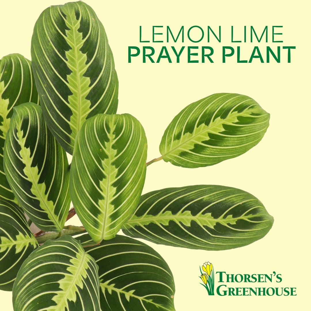 Alternative view of Thorsen's Greenhouse Lemon Lime Prayer Plant, Live Indoor Plant, Pet Friendly, Attractive Houseplant, Lemon Maranta, Natural Air Purifier, Easy to Grow, 4" Diameter Pot (Natural)