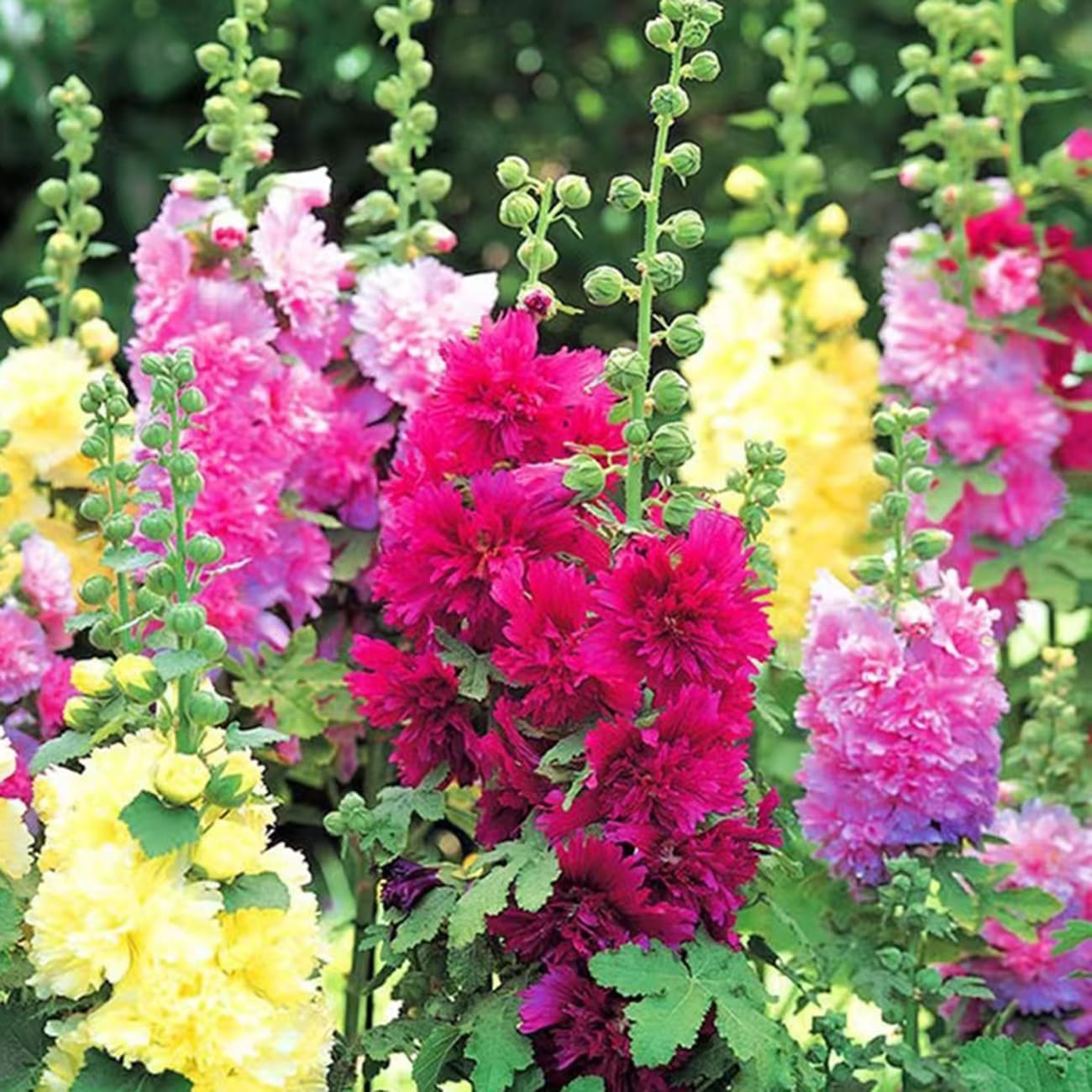 Alternative view of 350+ Hollyhock Seeds Carnival Mix Giant Mallow Double Hollyhock Flowers Seed Perennial Outdoor Home Garden Flower
