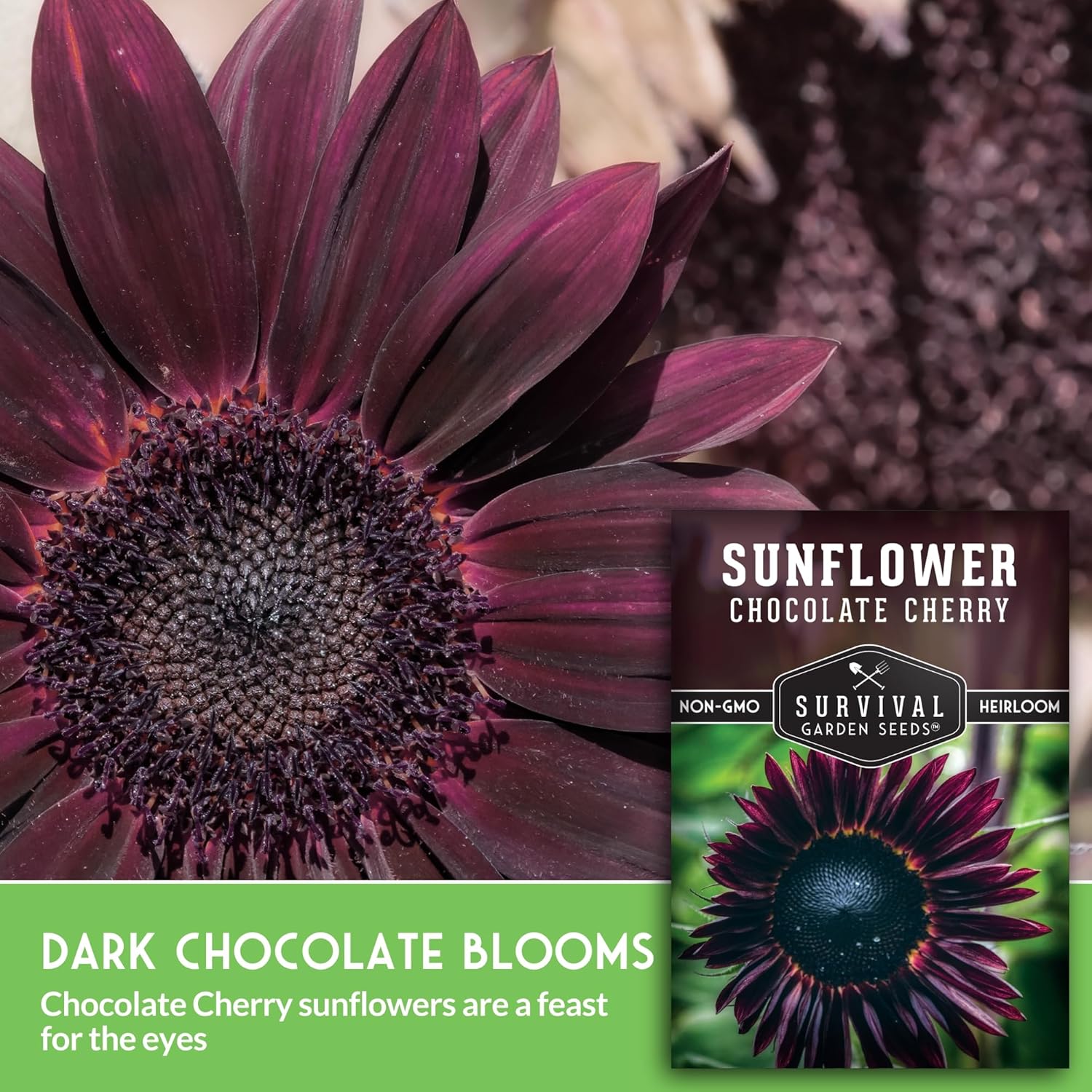 Alternative view of Chocolate Cherry Sunflower Seeds for Planting | Rare Burgundy Black Blooms, 6-7ft Giant Non-GMO Heirloom Flower - Survival Garden Seeds (1 Pack)