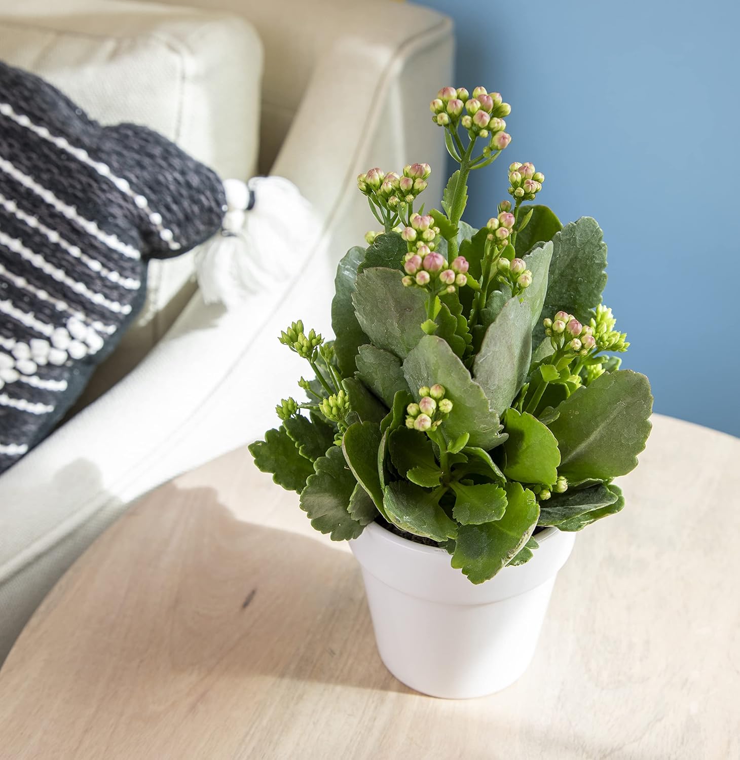 Alternative view of Kalanchoe Plant Succulents Plants Live Houseplants in White Planter, Live Succulents Live House Plants, Succulent Plants Live Plants Indoor Plants, Live Succulent Plant Lover Gifts by Plants for Pets