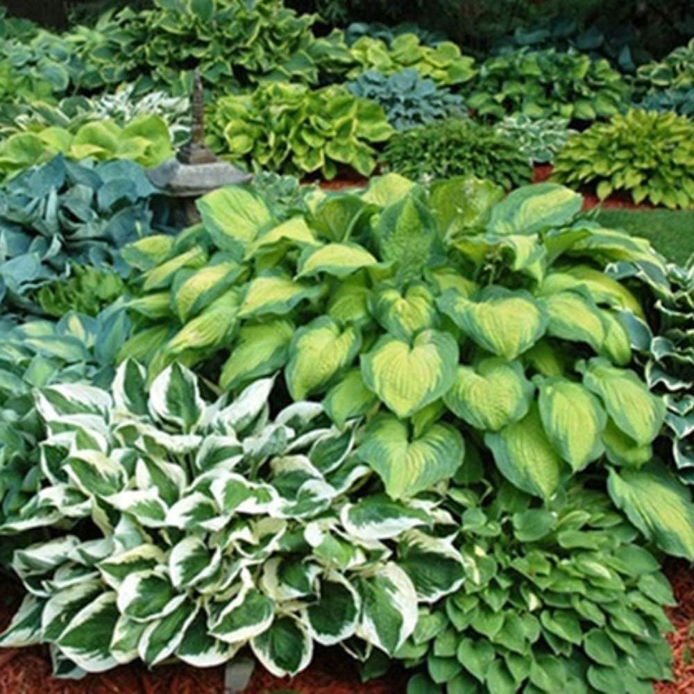Amazing Deal - 24 Hosta Bare Roots Plants w/Planting Shovel - Mixed Heart-Shaped, Rich Green Foliage, Attracts Butterflies, Hummingbirds & Pollinators, Low Maintenance & Extremely Hardy - Zones 3u20139