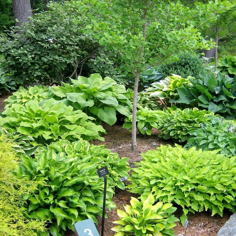Alternative view of Amazing Deal - 24 Hosta Bare Roots Plants w/Planting Shovel - Mixed Heart-Shaped, Rich Green Foliage, Attracts Butterflies, Hummingbirds & Pollinators, Low Maintenance & Extremely Hardy - Zones 3u20139