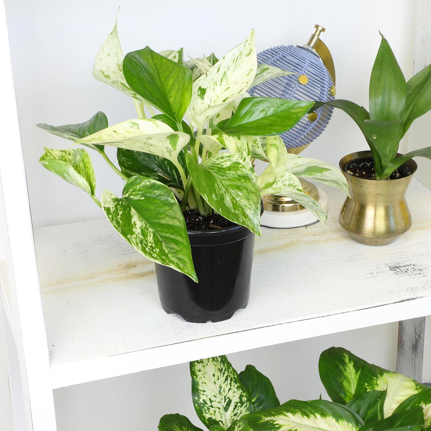 Alternative view of Live Pothos Plants (4PK) Indoor Plants Live Houseplants, Pothos Live Plant House Plants, Money Plant Indoor Pothos Plant Decor, Devils Ivy Trailing Plants Live by Plants for Pets,Black